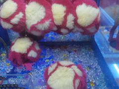 -PAWTOY爪e玩偶店(天兴罗斯福店)