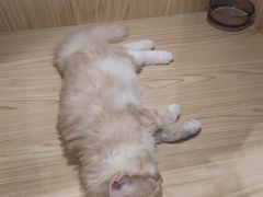 -屋虎猫馆(宝安大仟里店)
