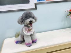 -宠福鑫康馨动物医院·骨科·眼科