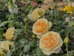 -昆明春城湖畔度假村