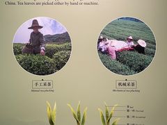 -中国茶叶博物馆(双峰馆区)