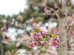 -海棠花溪(元大都城垣遗址公园)
