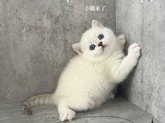-小猫来了·猫舍(红山六九七九店)