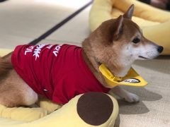 -逗柴咖啡屋·狗咖猫咖宠物桌游