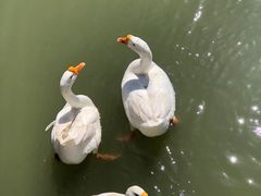 -田园东方蜜桃村的田野营地