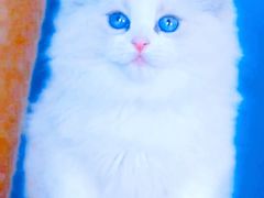 -十年猫舍·猫咪专门店(普陀店)