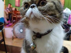 -李小姐の猫咖啡馆(五角场店)