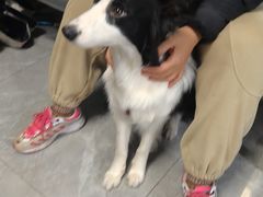 -半岛宠物医院24小时(白果林店)