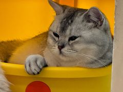 -有喵·猫咖·狗咖·40+猫狗有小奶狗(岗厦店)