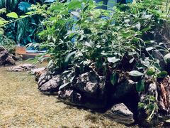 -森味薪火烧•烧鸟居酒屋•日本料理(望京店)