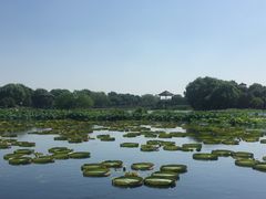 -荷塘月色湿地公园·向阳花洲