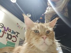 -藏猫猫咖啡主题馆(中央大道店)