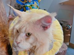 -more than meow吴止猫主题餐厅(承德 中船汇店)