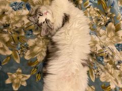 -猫大福·Fortune Cat猫舍(百子湾店)