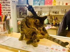 -猫的天空之城概念书店(丽江古城饮玉巷店)