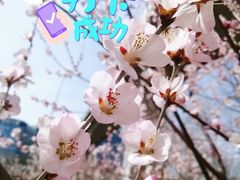 -北京凤凰岭