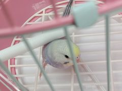 -桂林市花鸟市场