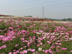-紫颐香薰山谷景区