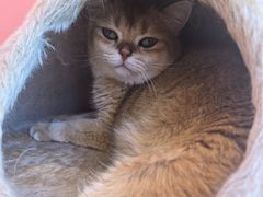 -藏猫猫咖啡主题馆(中央大道店)