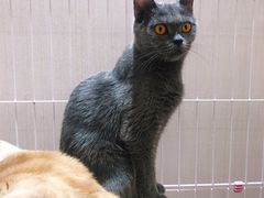 -藏猫猫咖啡主题馆(中央大道店)