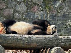 -都江堰中华大熊猫苑