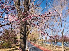 -大兴滨河森林公园