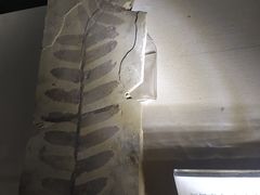 -辽宁古生物博物馆