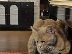 -猫岛主趣味餐厅(鼓浪屿店)