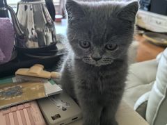 -佑安动物医院·全科·内窥镜中心(幸福巷店)