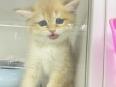 -lincat·猫舍(广州店)