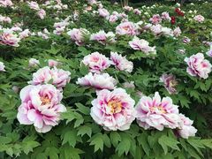 -洛阳市隋唐城遗址植物园
