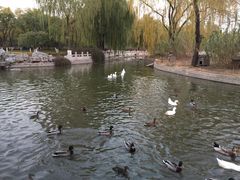 -莲花池公园
