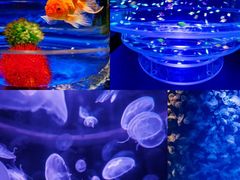 -海合安青岛极地海洋公园