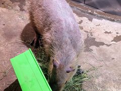 -正佳雨林生态植物园