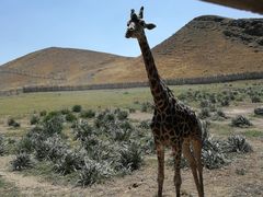 -新疆天山野生动物园