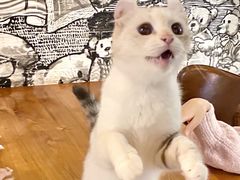 -猫小院猫主题餐厅(三里屯店)