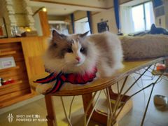 -猫咖时代(中山亭店)
