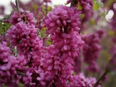 -洛阳郁金香牡丹园