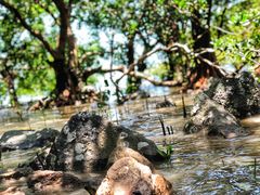 -宝安西湾红树林湿地公园