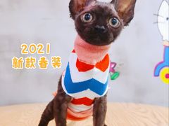 -十年猫舍·猫咪专门店(普陀店)