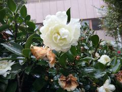 -金孔雀温泉旅游度假村