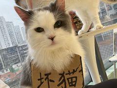 -怪兽屋·羊驼·猫咖·狗咖(俊华广场店)