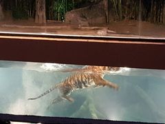 -清迈夜间动物园