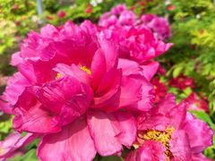 -洛阳市隋唐城遗址植物园
