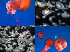 -太平洋海底世界