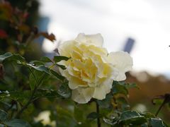 -墨尔本皇家植物园