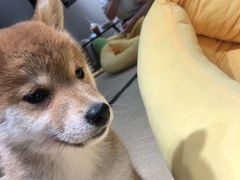 -逗柴咖啡屋·狗咖猫咖宠物桌游