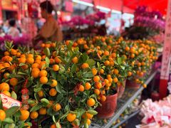 -越秀西湖花市(广州城市广场花卉店)