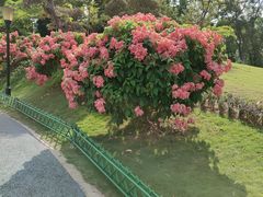 -东莞植物园