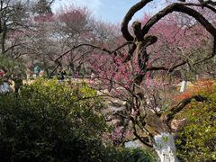 -杭州植物园